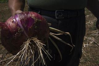 Immagine allegata alla scheda. Per averne una descrizione leggere i dettagli più in basso.